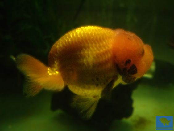 Lionchu bebe seleccionado, alimentado y cuidado para desarrollar un pez hermoso