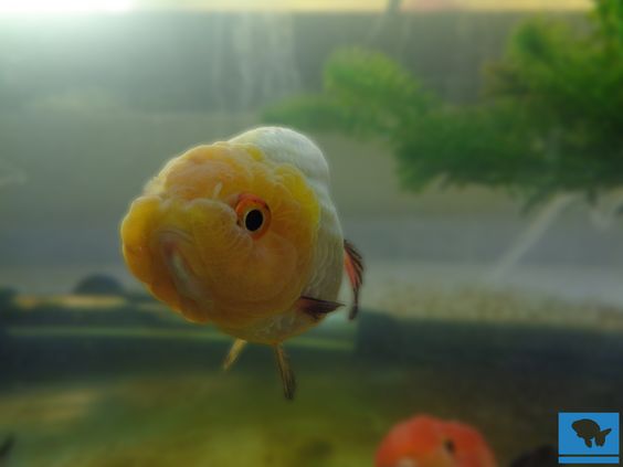 Aprende con cuidados avanzados como hacer grooming de goldfish, aprende a cuidar, alimentar y escoger a esta hermosa variedad