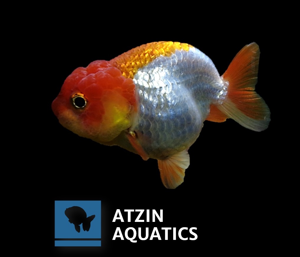 Grooming de Goldfish aplicado en lionchu en Atzin aquatics