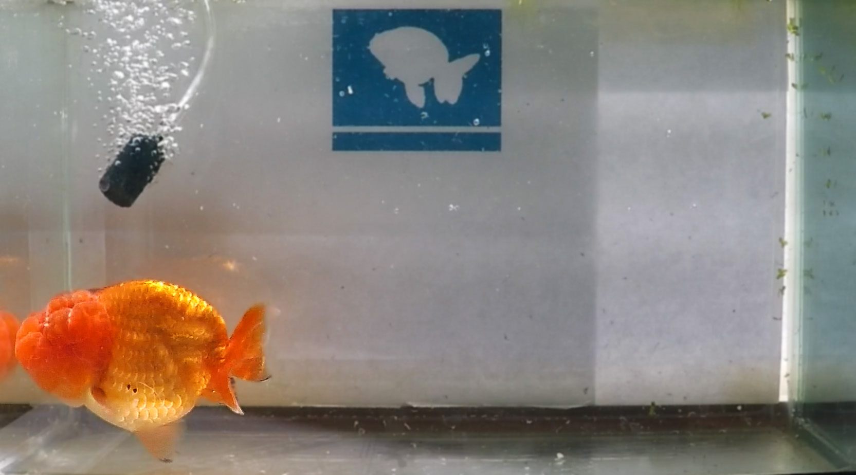 Goldfish lionchu naranaja que fue groomeado hasta 4 pulgadas de cuerpo