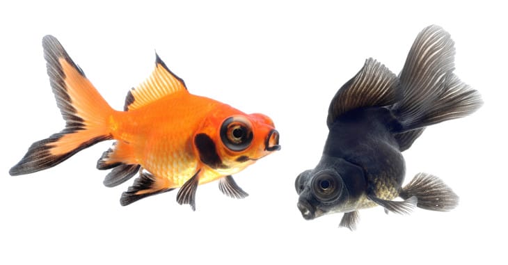 ??Por qu?? mi Goldfish cambi?? su color a negro? ??? Atzin Aquatics