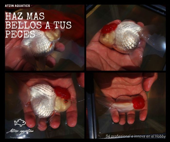 Haz mas bellos a tus peces por medio de grooming de goldfish.