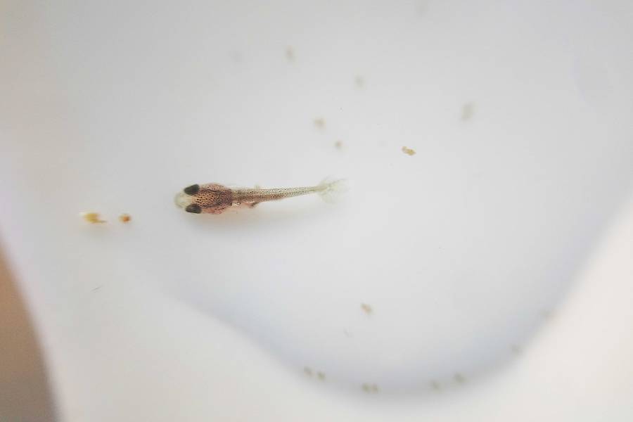 Alevin de oranda gigante tricolor