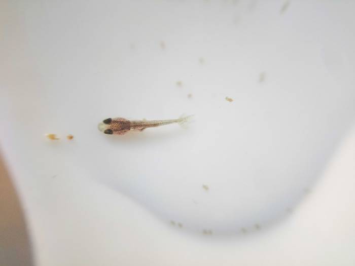 Alevin de oranda gigante tricolor