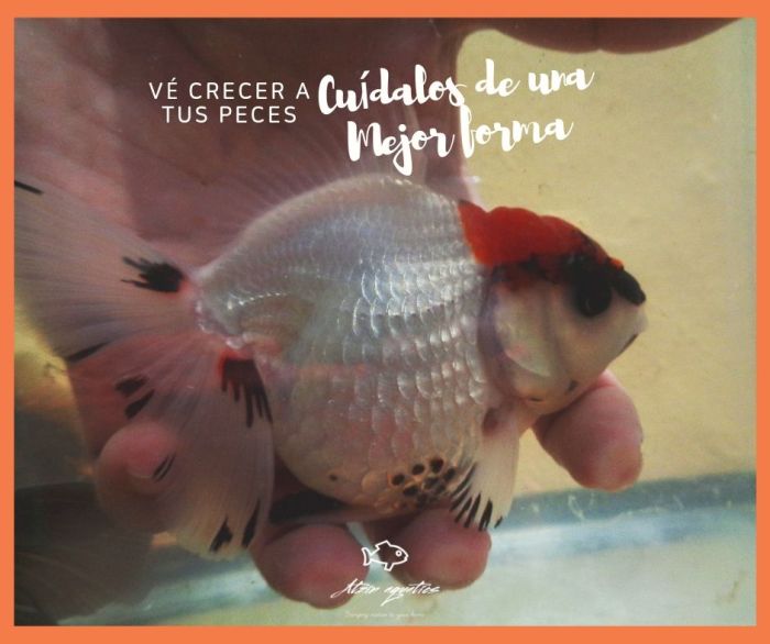 Ofrece un mejor cuidado a tus goldfish por medio del grooming de goldfish