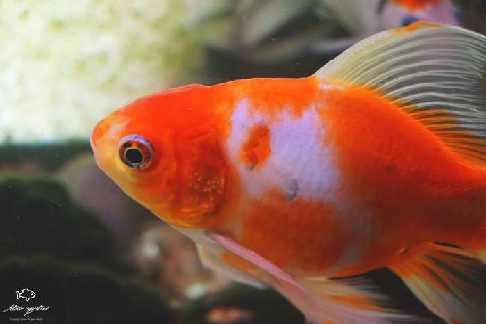 goldfish naranja cuidado en mexico
