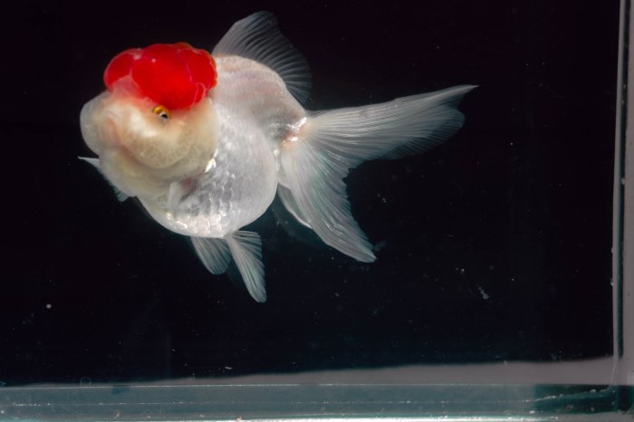 Oranda red cap groomeado en atzin aquatics nadando