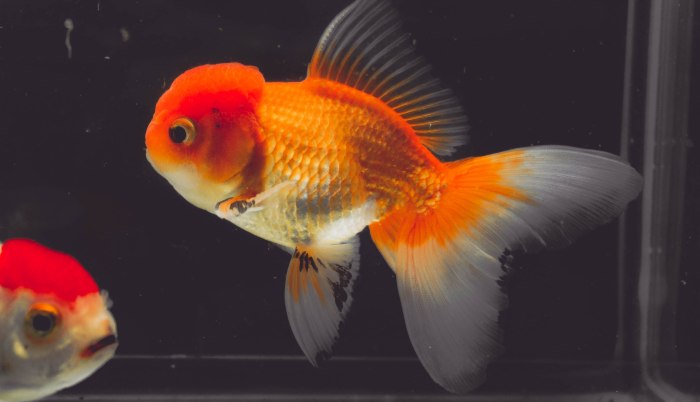 Thai oranda naranja goldfish