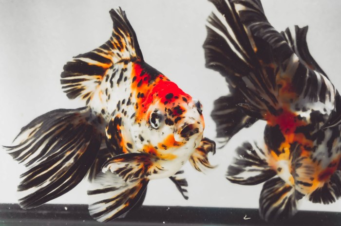 goldfish ryukin calico