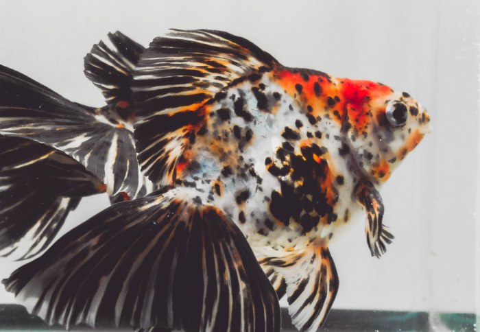goldfish ryukin calico
