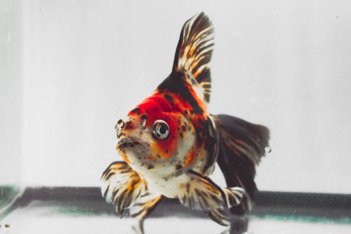 goldfish ryukin calico