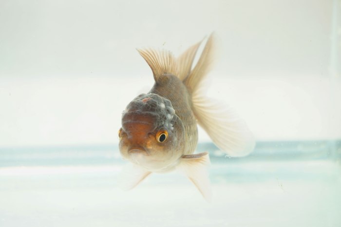 goldfish oranda bebe gigante