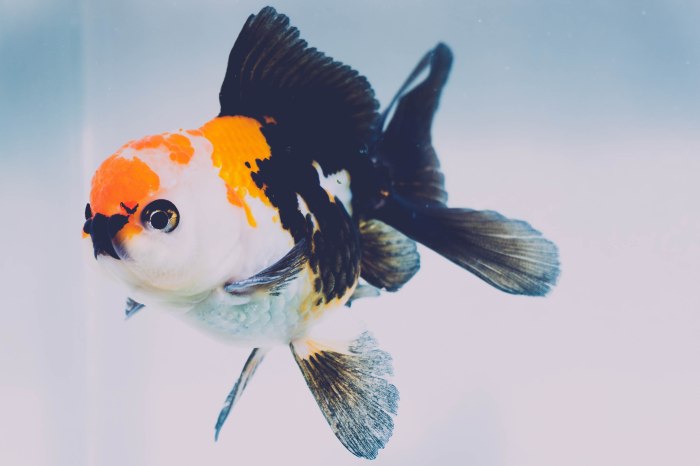 Oranda gigante con colores negro, naranja y blanco