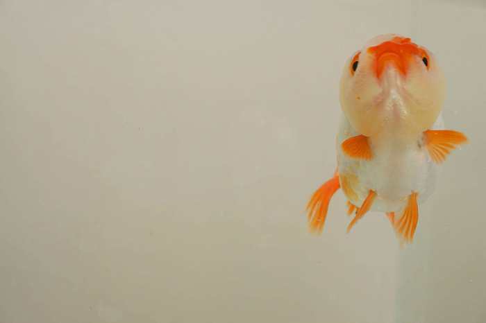 cuidados goldfish ranchu